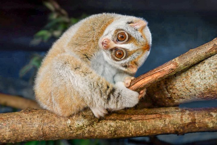 Loris Watching from Sigiriya - Photo 1 of 6